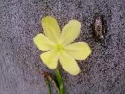 Moraea lewisiae